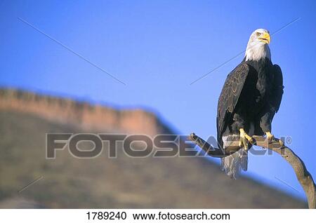 Stock Image - Bald eagle. Fotosearch