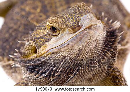 Bearded Dragon lizard close-up View Large Photo Image Stock Photo - Bearded Dragon lizard close-up. Fotosearch