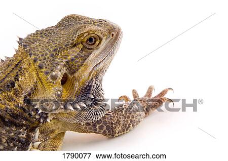 Bearded Dragon lizard face View Large Photo Image Stock Photo - Bearded Dragon lizard face. Fotosearch