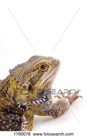 Bearded Dragon lizard face View Large Photo Image Stock Photo - Bearded Dragon lizard face. Fotosearch