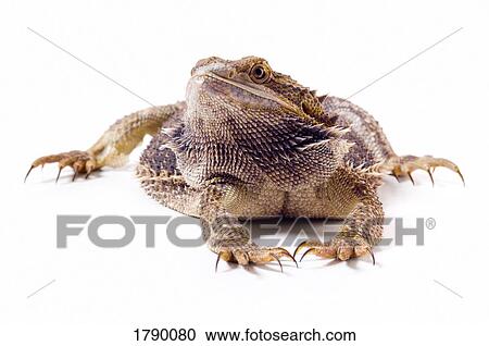 Stock Image - Bearded Dragon lizard front. Fotosearch