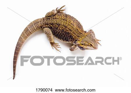 Bearded Dragon lizard View Large Photo Image Picture - Bearded Dragon lizard. Fotosearch