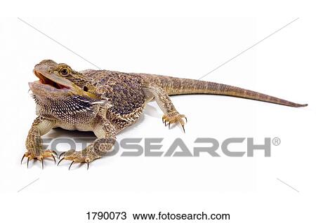 Bearded Dragon lizard View Large Photo Image Stock Image - Bearded Dragon lizard. Fotosearch
