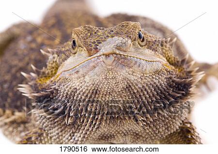 Bearded Dragon lizard View Large Photo Image Stock Photograph - Bearded Dragon lizard. Fotosearch