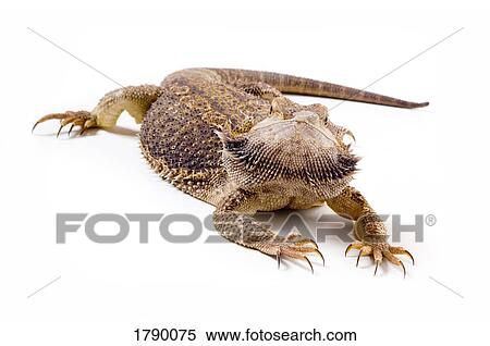 Bearded Dragon lizard View Large Photo Image Stock Photography - Bearded Dragon lizard. Fotosearch