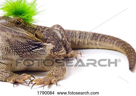 Bearded Dragon lizard with mohawk View Large Photo Image Picture - Bearded Dragon lizard with mohawk. Fotosearch