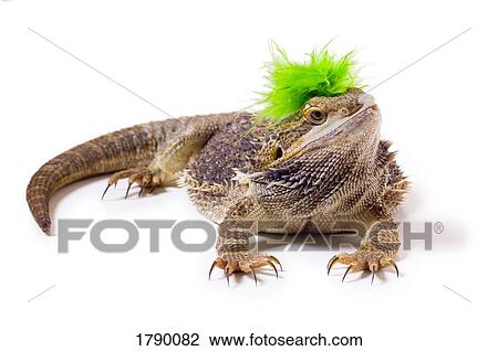 Stock Image - Bearded Dragon lizard with mohawk. Fotosearch