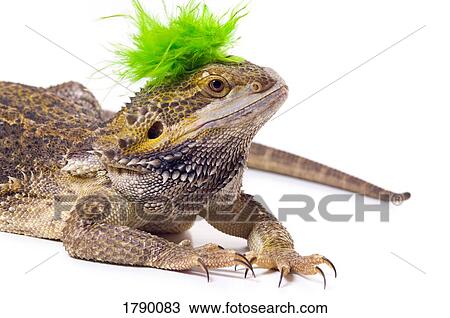 Bearded Dragon lizard with mohawk View Large Photo Image Stock Image - Bearded Dragon lizard with mohawk. Fotosearch