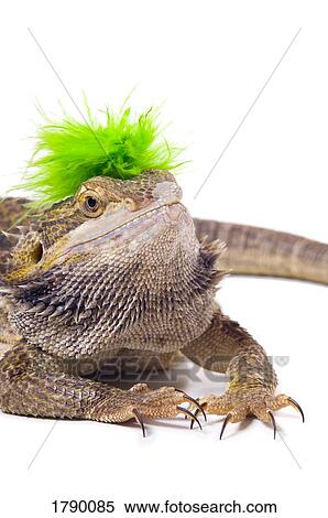 Stock Photography - Bearded Dragon lizard with mohawk. Fotosearch
