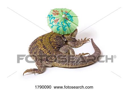 Bearded Dragon lizard with parasol View Large Photo Image Stock Image - Bearded Dragon lizard with parasol. Fotosearch