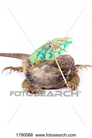 Bearded Dragon lizard with parasol View Large Photo Image Stock Photo - Bearded Dragon lizard with parasol. Fotosearch