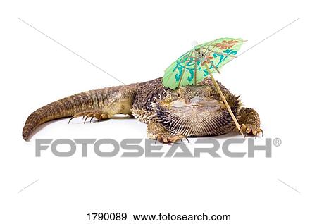 Bearded Dragon lizard with parasol View Large Photo Image Stock Photo - Bearded Dragon lizard with parasol. Fotosearch
