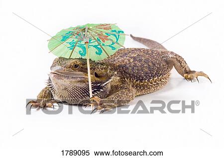 Bearded Dragon lizard with parasol View Large Photo Image Stock Photography - Bearded Dragon lizard with parasol. Fotosearch