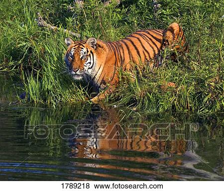 Bengal Tigress View Large Photo Image Stock Photo - Bengal Tigress. Fotosearch