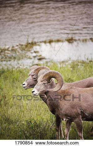 Big horned sheep pair View Large Photo Image Picture - Big horned sheep pair. Fotosearch