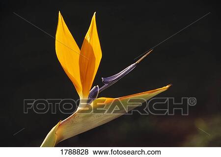 Bird of paradise View Large Photo Image Stock Photo - Bird of paradise. Fotosearch