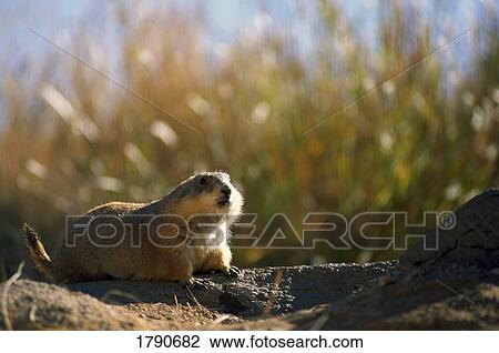 Stock Image - Black-tailed Prairie dog. Fotosearch