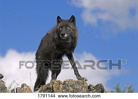 Black wolf on ridge View Large Photo Image Picture - Black wolf on ridge. Fotosearch