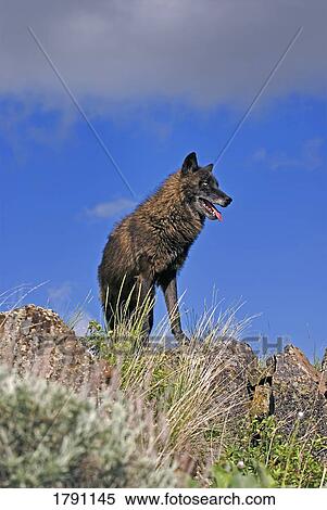 Black wolf on ridge View Large Photo Image Stock Photography - Black wolf on ridge. Fotosearch