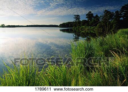 Stock Image - Blackwater National Wildlife Refuge. Fotosearch