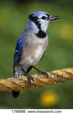 Stock Photograph - Blue jay songbird on rope. Fotosearch