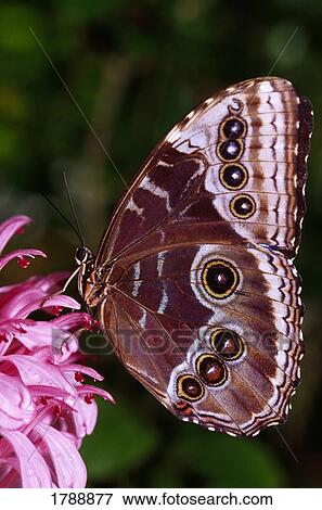 Stock Photo - Blue Morpho butterfly on flower. Fotosearch