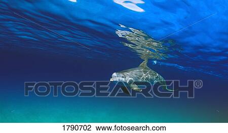 Stock Image - Bottlenose Dolphin . Fotosearch