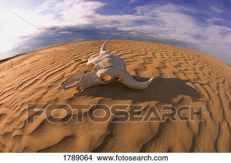 Picture - Buffalo skull on desert sand. Fotosearch