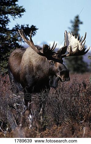 Bull moose View Large Photo Image Stock Photo - Bull moose. Fotosearch