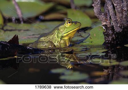 Bullfrog View Large Photo Image Stock Photo - Bullfrog. Fotosearch