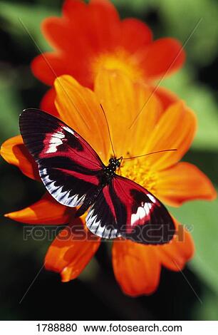 Butterfly on flower View Large Photo Image Stock Image - Butterfly on flower. Fotosearch