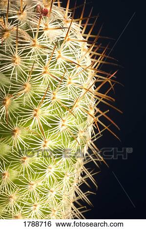 Cactus close-up View Large Photo Image Stock Photograph - Cactus close-up. Fotosearch