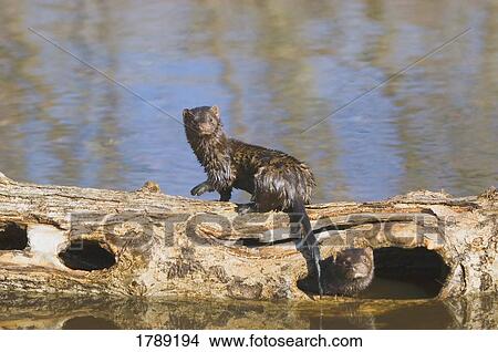 Picture - Canadian Mink. Fotosearch