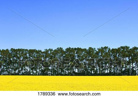 Stock Photograph - Canola and trees. Fotosearch