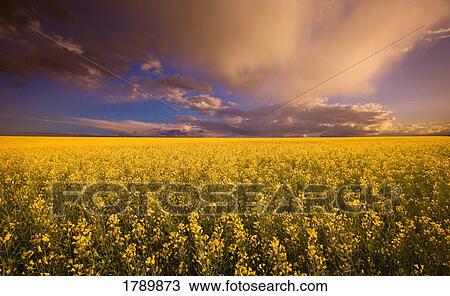 Stock Image - Canola field and sky. Fotosearch