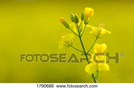 Stock Photo - Canola flower. Fotosearch