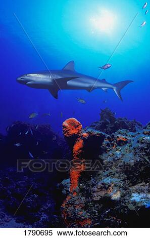 Caribbean reef shark View Large Photo Image Stock Photography - Caribbean reef shark . Fotosearch