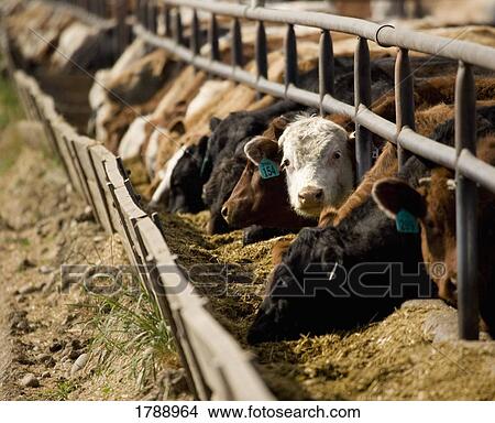 Picture - Cattle feeding. Fotosearch