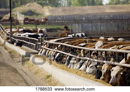 Cattle feeding View Large Photo Image Stock Image - Cattle feeding. Fotosearch