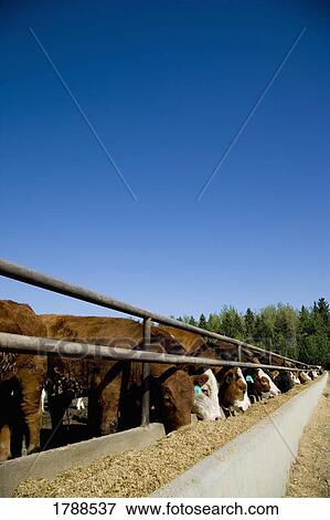 Cattle feeding View Large Photo Image Stock Photo - Cattle feeding. Fotosearch