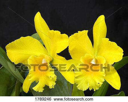 Cattleya Orchids View Large Photo Image Stock Photograph - Cattleya Orchids. Fotosearch