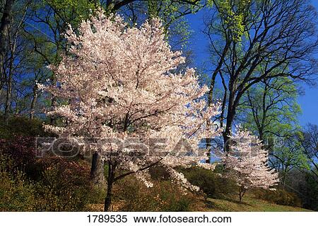 Stock Photography - Cherry blossom trees in bloom. Fotosearch