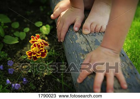 Stock Image - Child's hands and feet. Fotosearch
