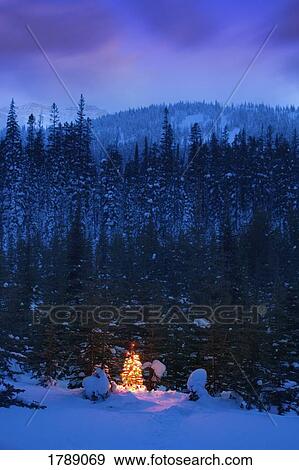 Christmas Tree in Forest View Large Photo Image Stock Photo - Christmas Tree in Forest. Fotosearch