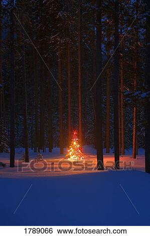 Christmas Tree in Forest View Large Photo Image Stock Photograph - Christmas Tree in Forest. Fotosearch