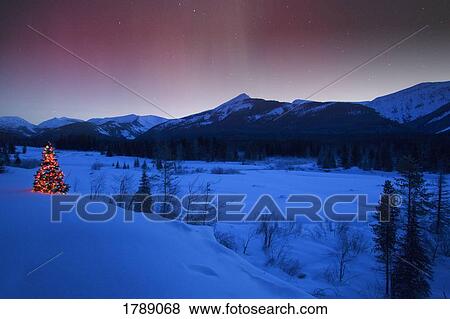 Stock Photo - Christmas Tree Under Northern Lights. Fotosearch