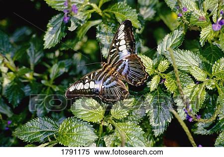 Stock Photography - Clipper butterfly. Fotosearch