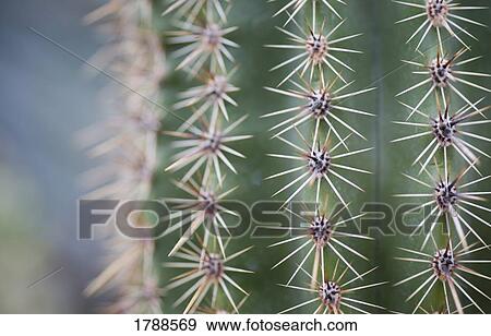 Stock Photo - Close-up of a cactus. Fotosearch