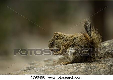 Close-up of a squirrel View Large Photo Image Stock Image - Close-up of a squirrel. Fotosearch