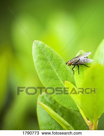 Close-up of fly on azalea leaf View Large Photo Image Stock Image - Close-up of fly on azalea leaf. Fotosearch